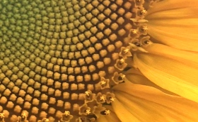 A sunflower in Billerica 2023