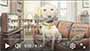 Molson lyric video thumbnail